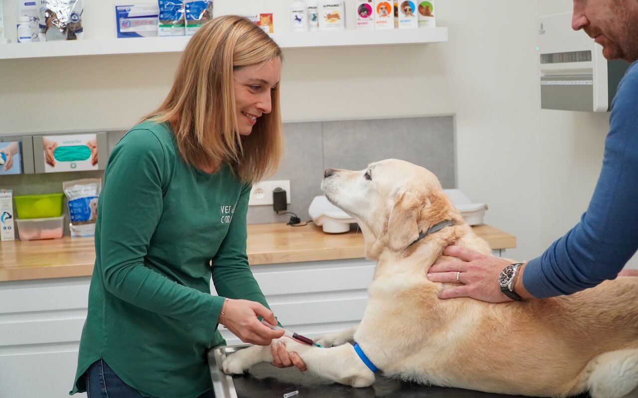 Prise de sang sur un labrador pour une analyse sanguine