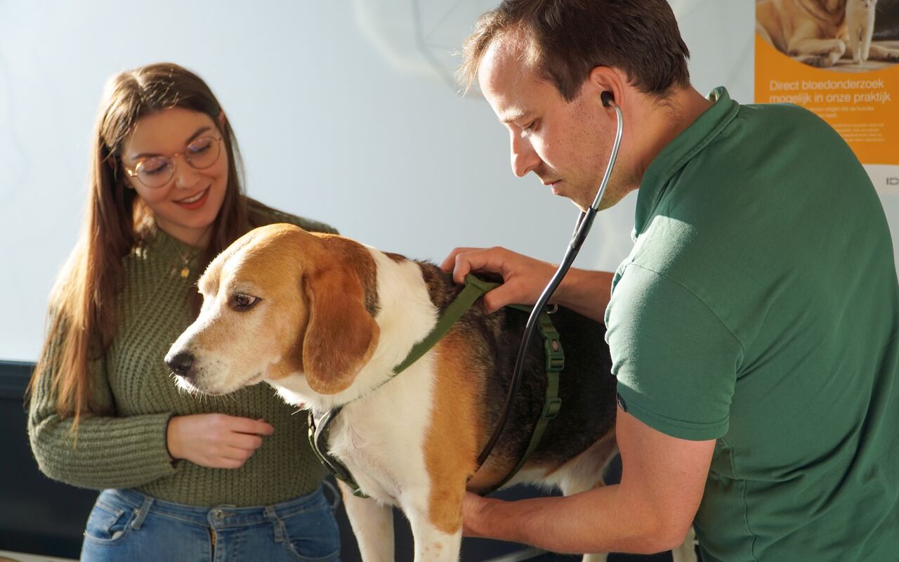 Dierenarts onderzoekt een beagle met de stethoscoop tijdens een consultatie